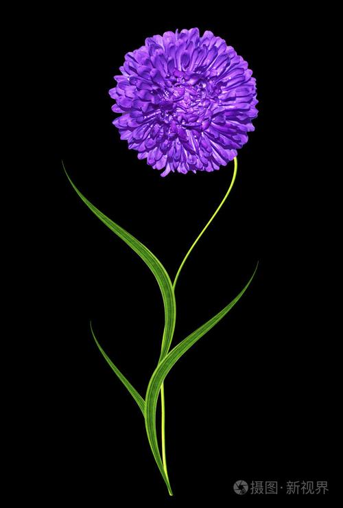 孤立在黑色背景上的紫苑花照片-正版商用图片1kyc2c-摄图新视界